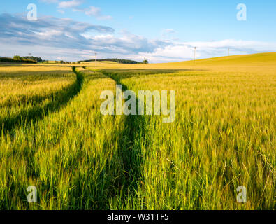 East Lothian, Scotland, United Kingdom, 11th July 2019. UK Weather: agricultural landscape bathed in warm evening sunshine. A colourful growing barley crop field with tracks leading into the distance with blue sky and wispy  fair weather clouds