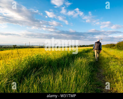 East Lothian, Scotland, United Kingdom, 11th July 2019. UK Weather: agricultural landscape bathed in warm evening sunshine. A colourful crop field with a blue sky with wispy fair weather clouds. A senior man strolls along an overgrown field edge track Stock Photo