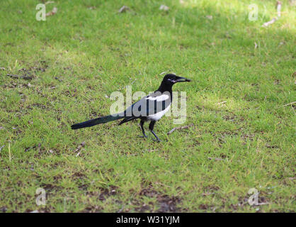 close up of The Eurasian magpie or common magpie (Pica pica) Stock Photo
