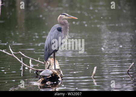 Fauna Birds Shorebirds Great Blue Heron Standing in a pond with a turtle present Stock Photo