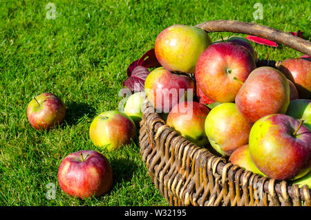 Ripe apples in old vintage wicker basket on background of green grass Stock Photo