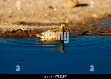 Burchell's Sandgrouse (Pterocles burchelli) in waterhole, Kgalagadi Transfrontier Park, Botswana Stock Photo