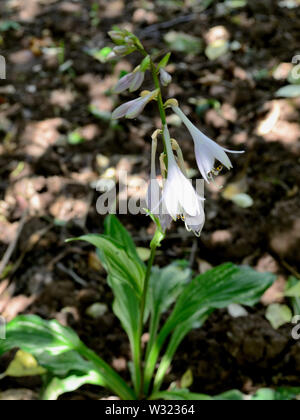 White hosta (Plantain lily) Stock Photo