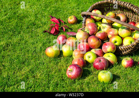 Ripe apples in old vintage wicker basket on background of green grass Stock Photo