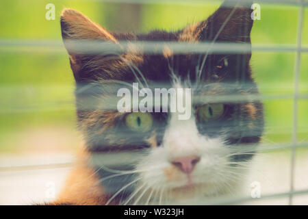 Close-up face of a three-colored cat looking through a window with blinds Stock Photo