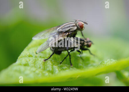 Flesh flies mating, close up Stock Photo