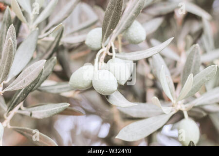 Closeup of olive tree fruit, silver and green leaves and branches in olive grove. Selective focus, blurred backgound. Horizontal image. Mediterranean Stock Photo