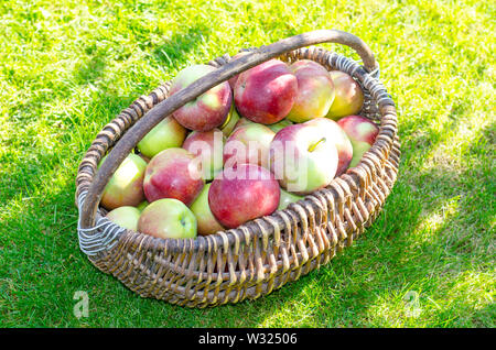 Ripe apples in old vintage wicker basket on background of green grass Stock Photo