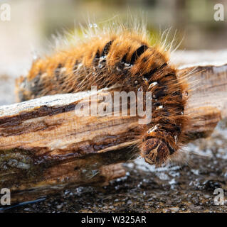 Fox moth caterpillar after rain Stock Photo