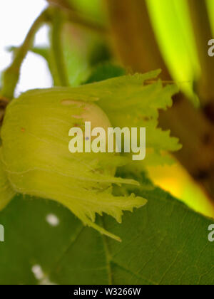 Close up of unripe hazelnuts on hazel tree, Corylus avellana fruitage Stock Photo