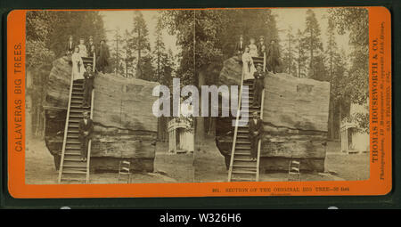 Section of the original Big Tree, 30 feet diameter, by Lawrence & Houseworth Stock Photo