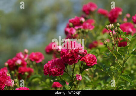 Pink roses lit by a warm summer sun against a beautiful green bokeh, abstract background, mosk up for your design. Many pink flowers close up. Stock Photo