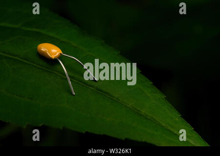 Electronic entity over a plant leaf Stock Photo