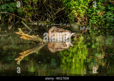 Mallard Anus platyrhynchos Resting on a submerged tree limb Bushy Park Hampton London England UK Stock Photo