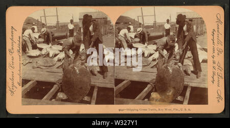 Shipping green turtle, Key West, Fla, from Robert N Dennis collection of stereoscopic views Stock Photo