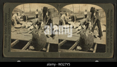 Shipping green turtle, Key West, Fla, from Robert N Dennis collection of stereoscopic views 3 Stock Photo