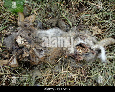 Dead rabbit macro background fine art in high quality prints products Stock Photo