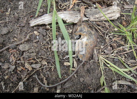 Dead mouse macro background fine art in high quality prints Stock Photo