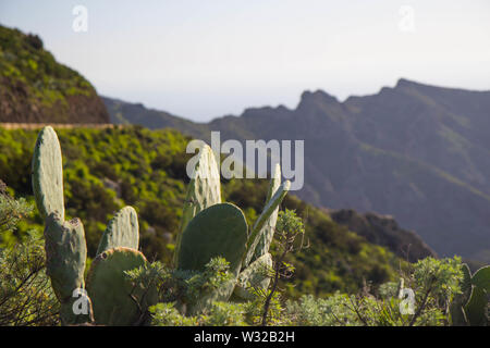 cactuses groWing on volcanic formation of Tenerife island, Spain Stock Photo