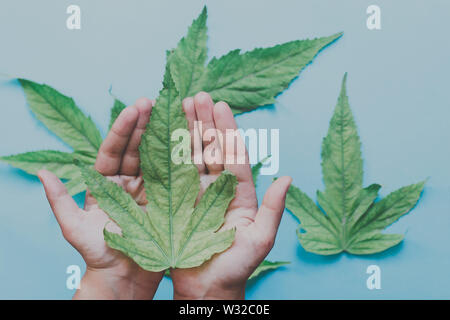 Cannabis plants, weed or marijuana leafs. Human hands hold a fresh leaf Stock Photo