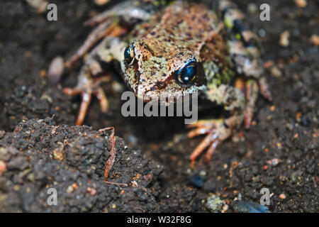 Earthen frog sits on the ground and looking at the camera. Close-up. Stock Photo
