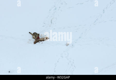 Gray ghost of Himalayas (Snow Leopard), killing and eating an Ibex, Highly camoflaged hiding animal in mountains, in extreme climatic condition Stock Photo