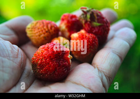 Ripe strawberries on the palm close-up. Man hands holding fresh strawberries. Stock Photo