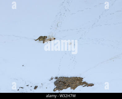 Gray ghost of Himalayas (Snow Leopard), killing and eating an Ibex, Highly camoflaged hiding animal in mountains, in extreme climatic condition Stock Photo