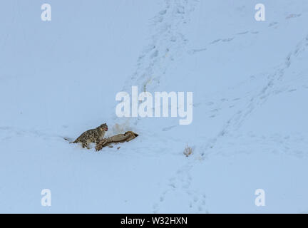 Gray ghost of Himalayas (Snow Leopard), killing and eating an Ibex, Highly camoflaged hiding animal in mountains, in extreme climatic condition Stock Photo