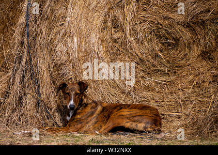 Greyhound dog lying on a straw bale. The greyhound is a canine breed native to Spain belonging to the group of short-haired hounds. Stock Photo