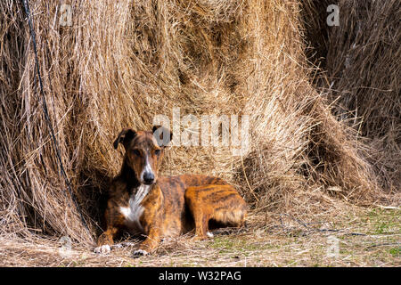 Greyhound dog lying on a straw bale. The greyhound is a canine breed native to Spain belonging to the group of short-haired hounds. Stock Photo