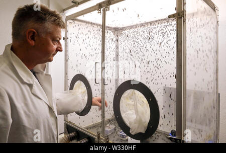 Dummerstorf, Germany. 11th July, 2019. At the Leibniz Institute for Farm Animal Biology (FBN), Manfred Mielenz, biologist, handles the first soldier fly colony in a fly cage. The scientists are investigating whether and how the up to two centimetre large black soldier flies and their protein-rich larvae can be used as a high-quality protein source for animal feed. Credit: Bernd Wüstneck/dpa-Zentralbild/dpa/Alamy Live News Stock Photo