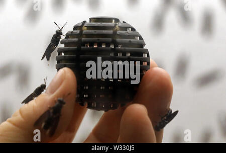 Dummerstorf, Germany. 11th July, 2019. At the Leibniz Institute for Farm Animal Biology (FBN), biologist Mielenz shows a 'bioball' in the fly cage of the first soldier fly colony in which the flies lay their eggs. The scientists are investigating whether and how the up to two centimetre large black soldier flies and their protein-rich larvae can be used as a high-quality protein source for animal feed. Credit: Bernd Wüstneck/dpa-Zentralbild/dpa/Alamy Live News Stock Photo