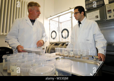 Dummerstorf, Germany. 11th July, 2019. At the Leibniz Institute for Farm Animal Biology (FBN), Manfred Mielenz (l-r), biologist, and Mohammed Mousavi, trainee from Iraq, are preparing further experiments with the larvae of the first soldier fly colony. The scientists are investigating whether and how the up to two centimetre large black soldier flies and their protein-rich larvae can be used as a high-quality protein source for animal feed. Credit: Bernd Wüstneck/dpa-Zentralbild/dpa/Alamy Live News Stock Photo