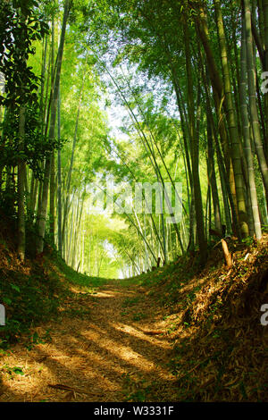 Bamboo Forest in Spring Stock Photo
