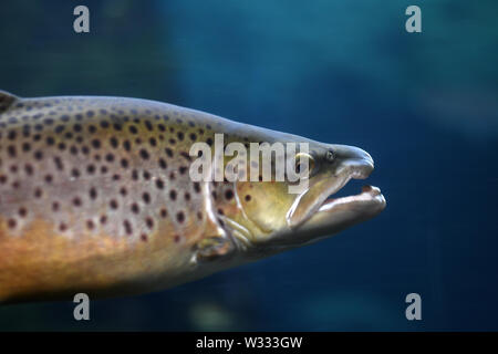 Underwater shot of brown trout (Salmo trutta), a European species that has been widely introduced into suitable environments around the world. Stock Photo