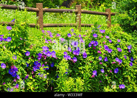 Japanese morning-glory Stock Photo