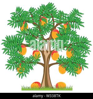 Vector illustration tree with ripe fruit mango Stock Vector