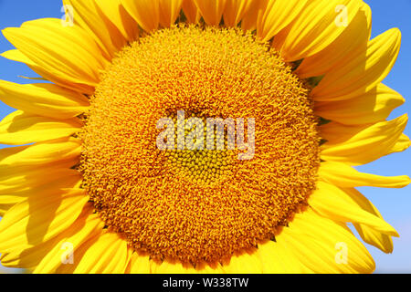 Blooming sunflower in sunlight against blue sky close up.  Agriculture and industry background. Stock Photo