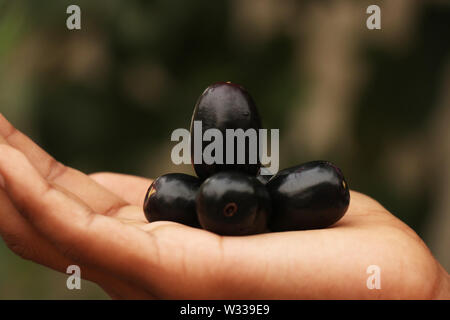 blu berry fruit must poisonous Stock Photo