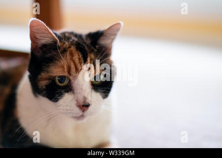 Closeup of senior old calico cat closeup cute face portrait looking straight with funny expression, big green eyes, bokeh Stock Photo