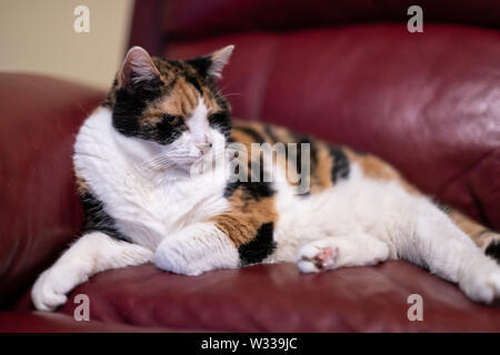 Closeup of senior old calico cat lying on living room red leather sofa couch in home corner, looking tired or annoyed Stock Photo