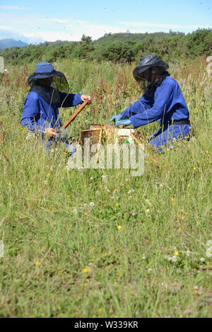 Two beekeepers check their hives in a grassy paddock during summer Stock Photo