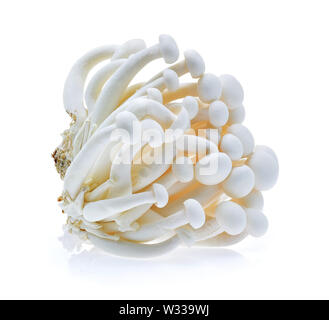 Shimeji mushroom, White beech mushrooms (Edible mushroom) isolated on white background Stock Photo
