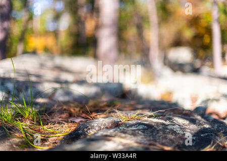 Closeup of ground in autumn at Great Falls park in Maryland with blurry background Stock Photo