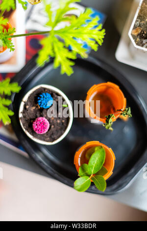 Flat top above view of colorful blue red purple cacti and green potted plants in pots and cups at home Stock Photo