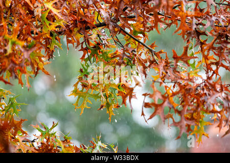 Closeup of autumn yellow orange and green oak colorful foliage leaves in Virginia in heavy rain with raindrops, drops falling raining Stock Photo