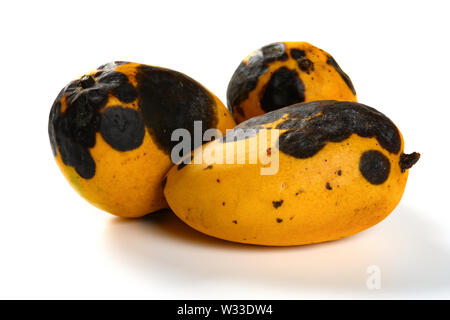 Rotten Mango Black Colour Isolated White Stock Photo 1814428049