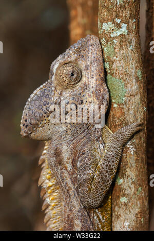 Warty Chameleon (Furcifer verrucosus) head in the Berenty Reserve, southern Madagascar. Stock Photo