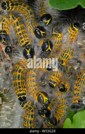 Buff-tip caterpillars (Phalera bucephala) swarm on a hazel bush on the Gower Peninsual, South Wales, UK Stock Photo